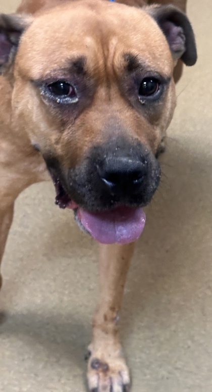 Shelter Stray Female Dog last seen Near walter, Cedar Hill, TX, 1150 E Pleasant Run Rd, Cedar Hill, TX 75104, USA