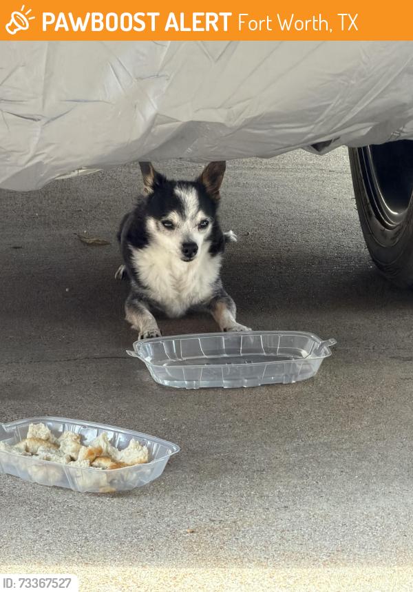 Found/Stray Male Dog last seen Prestwick blvd., Fort Worth, TX 76135