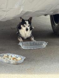 Found/Stray Male Dog last seen Prestwick blvd., Fort Worth, TX 76135