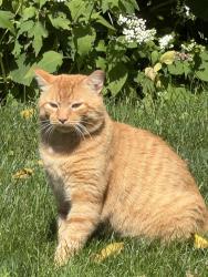 Found/Stray Unknown Cat last seen Whitney Rd & Francis Dr, Perinton, NY 14526