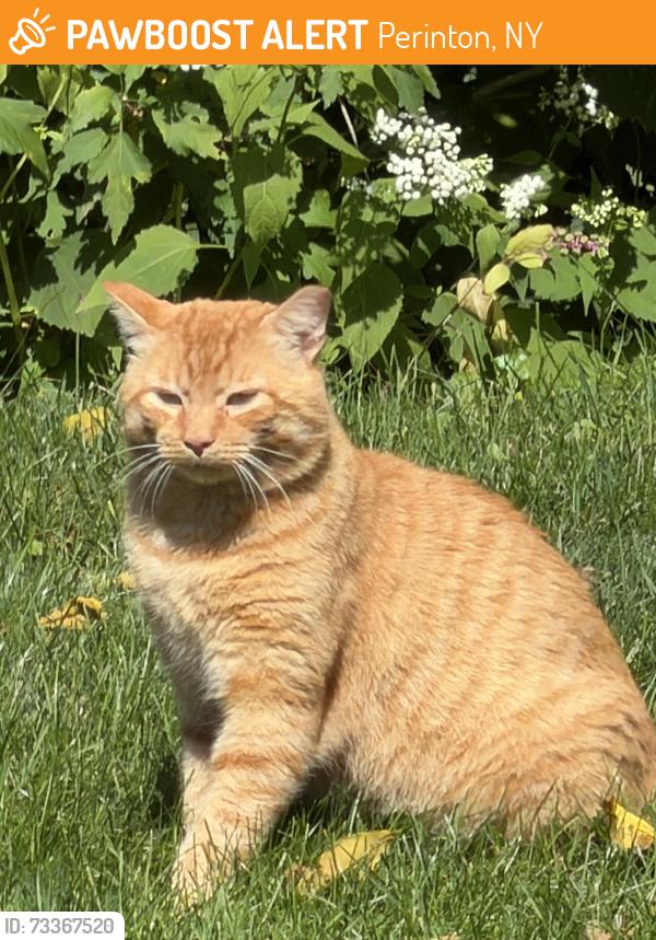 Found/Stray Unknown Cat last seen Whitney Rd & Francis Dr, Perinton, NY 14526