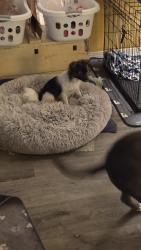Found/Stray Male Dog last seen Across from Devondale Ct in Carriage Hills, Mobile, AL 36695