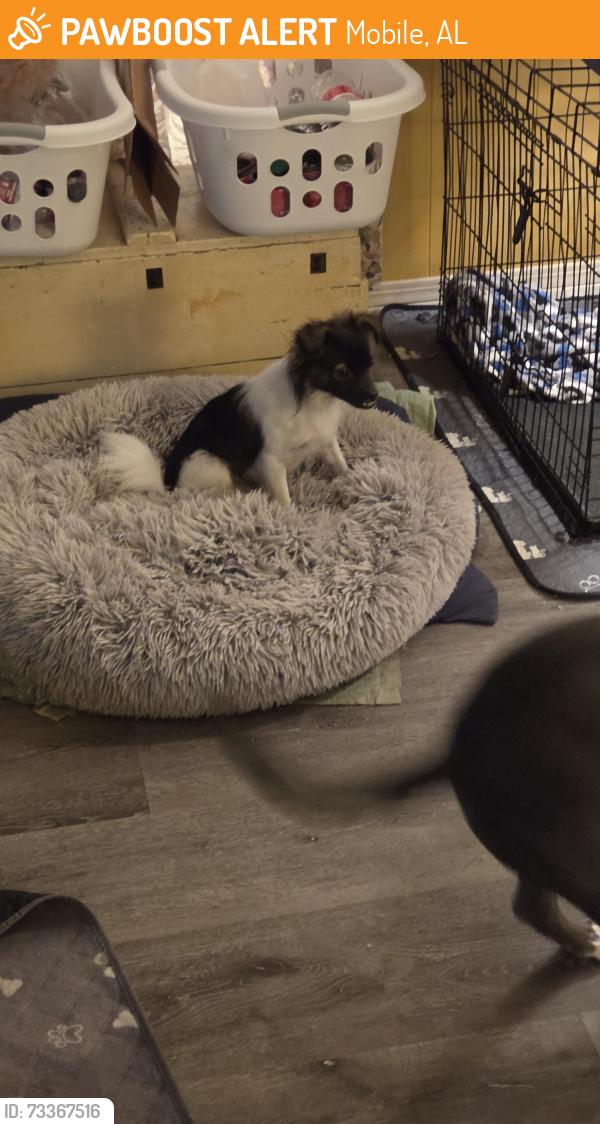 Found/Stray Male Dog last seen Across from Devondale Ct in Carriage Hills, Mobile, AL 36695