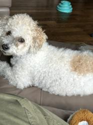 Reunited Female Dog last seen David Mountain Rd and Country Ridge Rd, Laurel Park, NC 28739