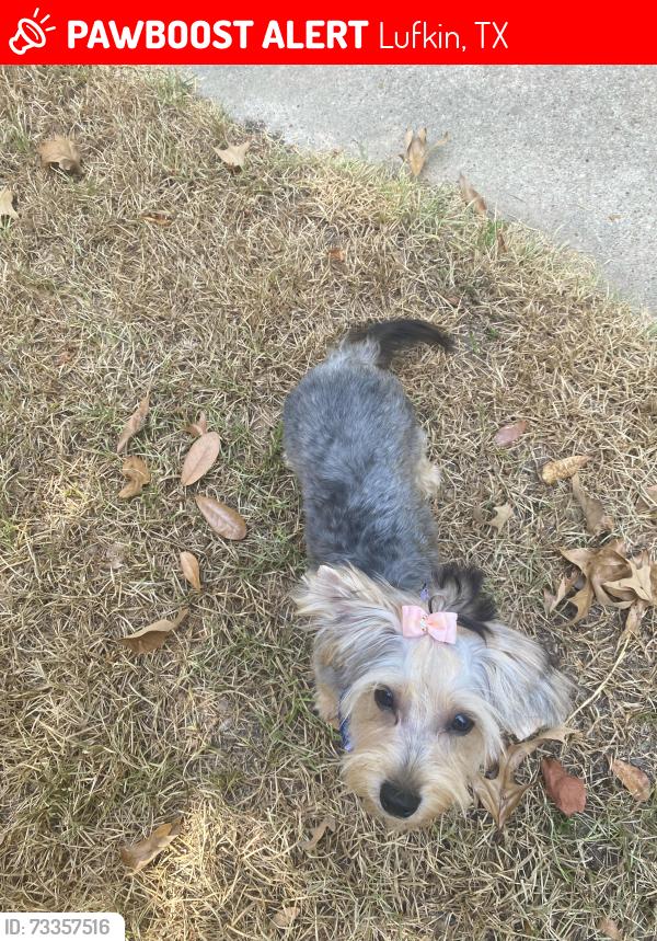 Lost Female Dog last seen Willow Oak Drive near Kurth School, Lufkin, TX 75901