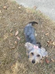 Lost Female Dog last seen Willow Oak Drive near Kurth School, Lufkin, TX 75901