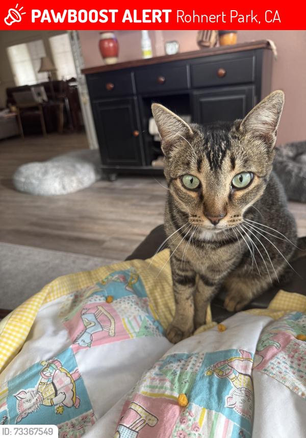 Lost Male Cat last seen Walnut circle and Rustic dr rohnert park ca, Rohnert Park, CA 94928