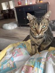 Lost Male Cat last seen Walnut circle and Rustic dr rohnert park ca, Rohnert Park, CA 94928