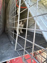 Shelter Stray Unknown Cat last seen Near Hidden Valley Drive, VIRGINIA BEACH, VA, 23464, 341 S Birdneck Rd, Virginia Beach, VA 23451, USA