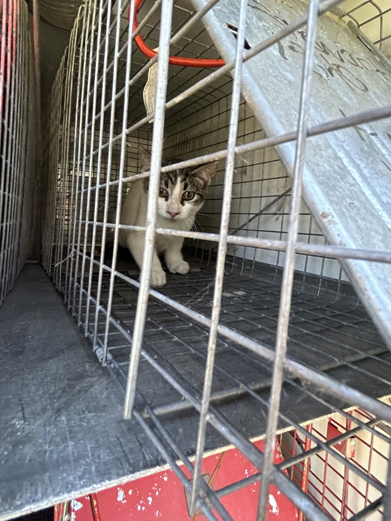 Shelter Stray Unknown Cat last seen Near Hidden Valley Drive, VIRGINIA BEACH, VA, 23464, 341 S Birdneck Rd, Virginia Beach, VA 23451, USA