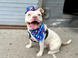 Shelter Stray Male Dog last seen Near perry ave apt 2C, BRONX, NY, 10467, 326 E 110th St, New York, NY 10029, USA