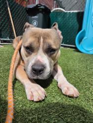 Shelter Stray Male Dog last seen Apt 5E,720 Tiffany Street, BRONX, NY, 10474, 326 E 110th St, New York, NY 10029, USA