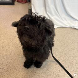 Shelter Stray Male Dog last seen Near eastchester rd bronx, BRONX, NY, 10461, 326 E 110th St, New York, NY 10029, USA