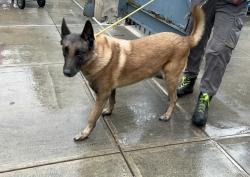 Shelter Stray Male Dog last seen Near Sedgwick Avenue, BRONX, NY, 10453, 326 E 110th St, New York, NY 10029, USA