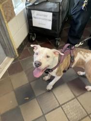 Shelter Stray Female Dog last seen Near Eastchester Road, BRONX, NY, 10461, 326 E 110th St, New York, NY 10029, USA