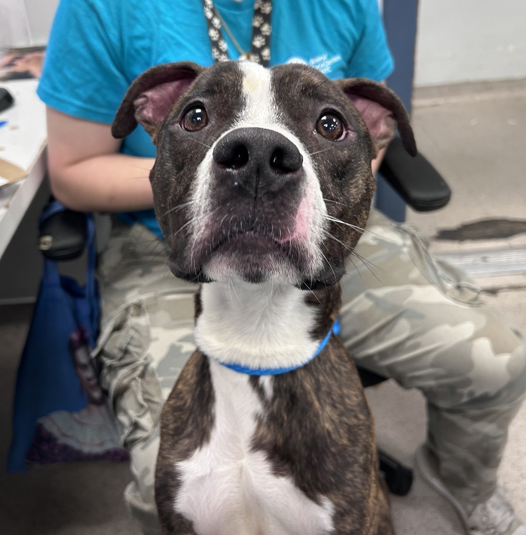 Shelter Stray Male Dog last seen Bradhurst Avenue &, W 151st St, New York, NY 10039, NEW YORK, NY, 10039, 326 E 110th St, New York, NY 10029, USA
