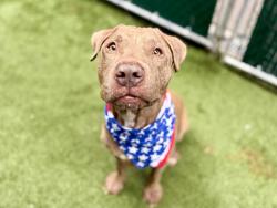 Shelter Stray Male Dog last seen Apt 12B,705 Gerard Crescent, BRONX, NY, 10451, 326 E 110th St, New York, NY 10029, USA