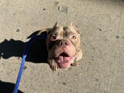 Shelter Stray Male Dog last seen Near W 159 Street, NEW YORK, NY, 10032, 326 E 110th St, New York, NY 10029, USA
