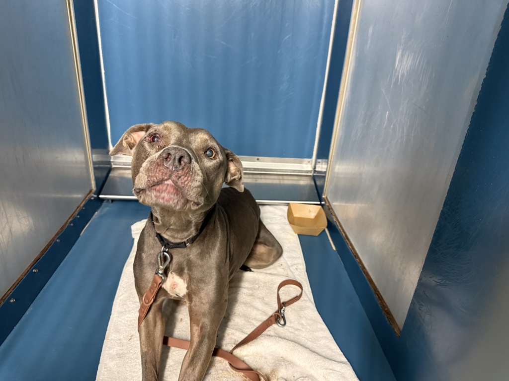 Shelter Stray Female Dog last seen Fdr Drive N, NEW YORK, NY, 10010, 326 E 110th St, New York, NY 10029, USA