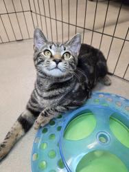 Shelter Stray Male Cat last seen Finder's street, GLEN BURNIE, MD, 21060, 411 Maxwell Frye Rd, Millersville, MD 21108, USA