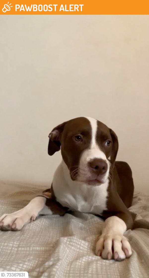 Found/Stray Male Dog last seen Near Northeast 159th St. and 13th Ave., North Miami Beach, FL 33162