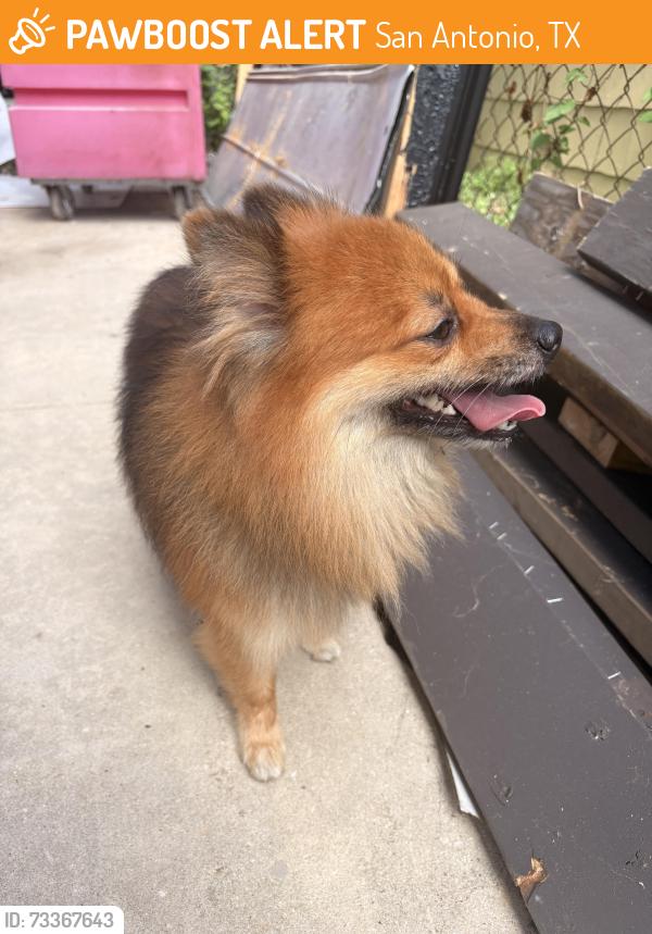 Found/Stray Unknown Dog last seen Zarzamora, San Antonio, TX 78225