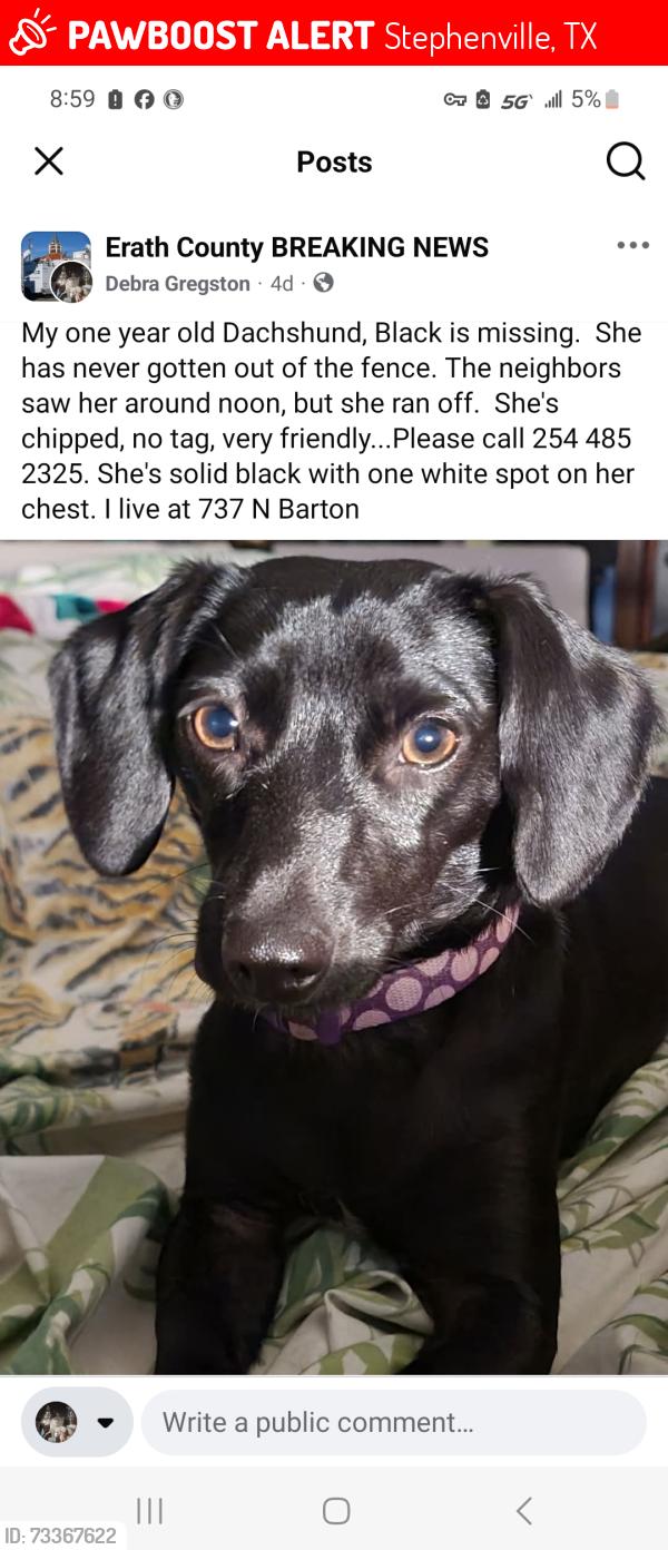 Lost Female Dog last seen Collins, Shirley, Race, Davis, Frey Graham, Stephenville, TX 76401