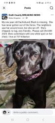 Lost Female Dog last seen Collins, Shirley, Race, Davis, Frey Graham, Stephenville, TX 76401