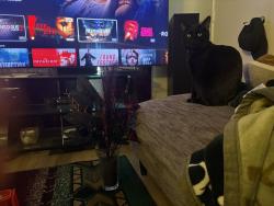 Lost Male Cat last seen Near and n 7th street, Phoenix, AZ 85003