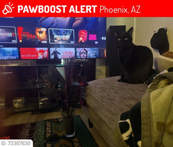 Lost Male Cat last seen Near and n 7th street, Phoenix, AZ 85003