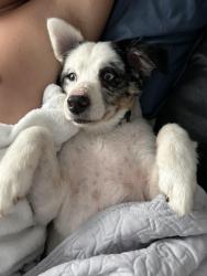 Lost Male Dog last seen Northgrove, Magnolia, TX 77354