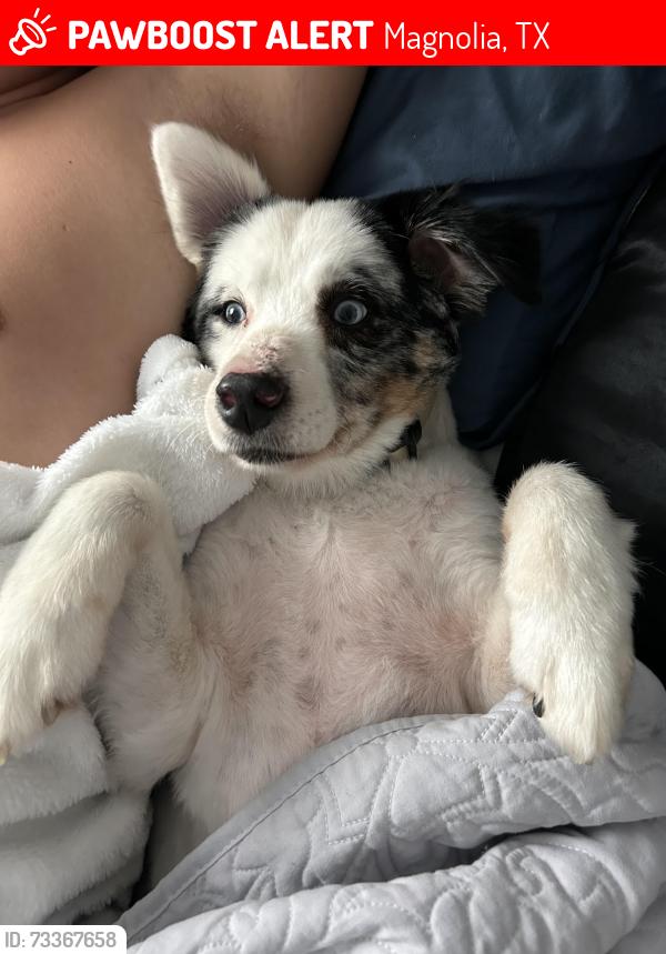 Lost Male Dog last seen Northgrove, Magnolia, TX 77354