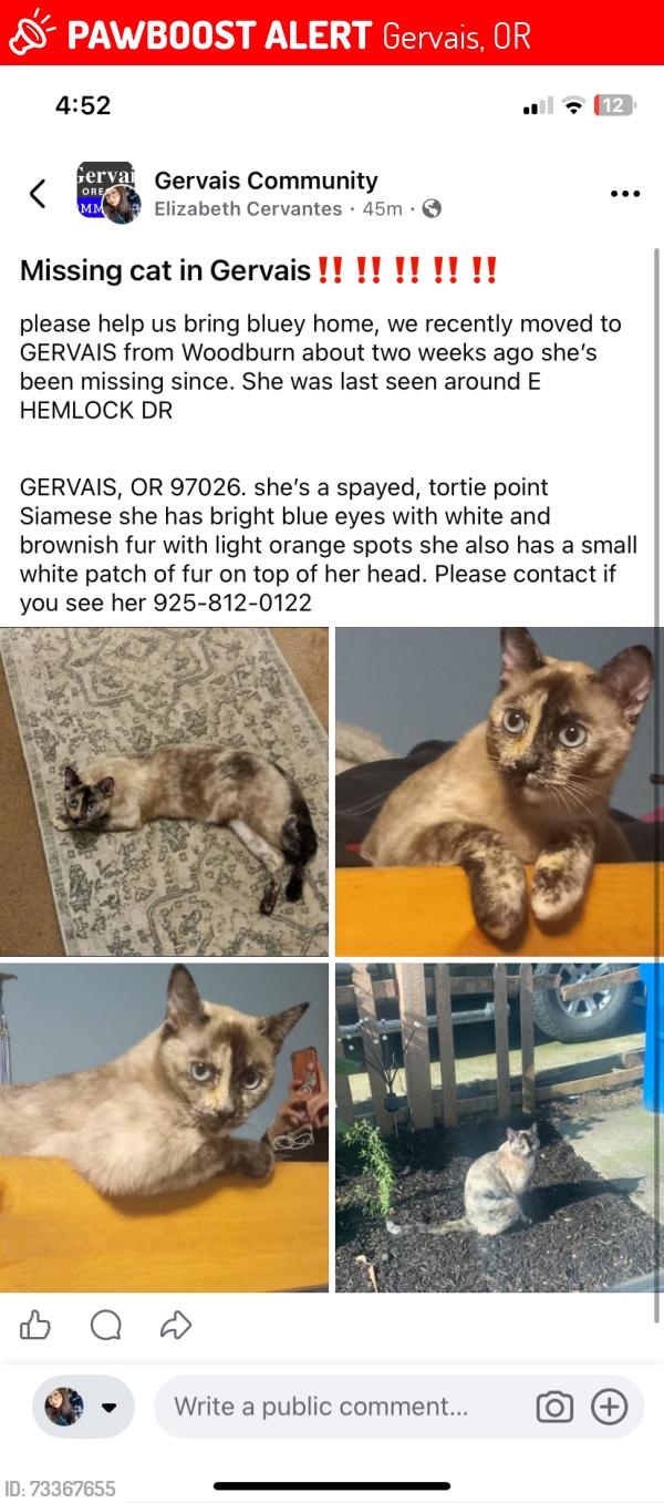 Lost Female Cat last seen Near E hemlock, Gervais, OR 97026