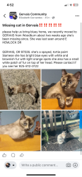 Lost Female Cat last seen Near E hemlock, Gervais, OR 97026
