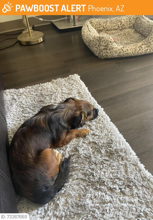 Found/Stray Male Dog last seen 24th St Roosevelt, Phoenix, AZ 85006