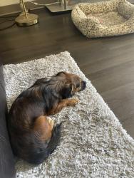 Found/Stray Male Dog last seen 24th St Roosevelt, Phoenix, AZ 85006