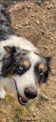 Reunited Male Dog last seen Live Oak and Jack Tone road, San Joaquin County, CA 95240