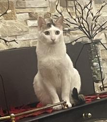 Reunited Male Cat last seen Martindale park, Oakville, ON 