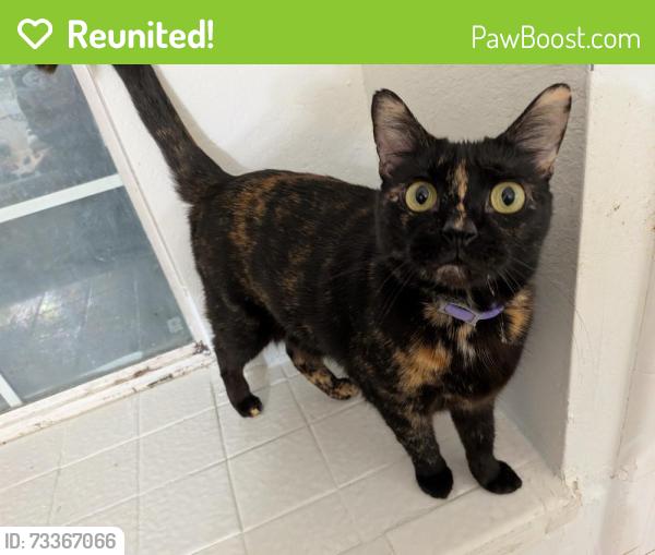 Reunited Female Cat last seen Hobbs and Cathedral, Grand Prairie, TX 75052