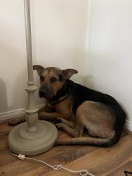 Found/Stray Male Dog last seen North Hampton Dr Pearland TX, Pearland, TX 77584