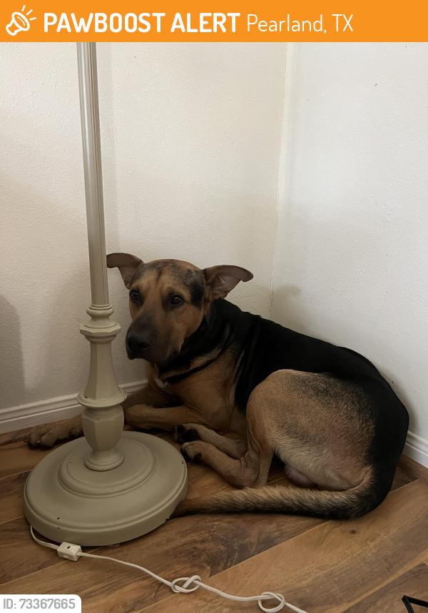 Found/Stray Male Dog last seen North Hampton Dr Pearland TX, Pearland, TX 77584