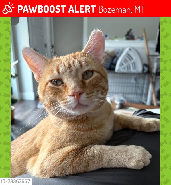 Lost Male Cat last seen Northwest Crossing apmt Homes, Bozeman, MT 59718