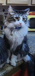Lost Male Cat last seen Flower st And Tustin ave, Costa Mesa, CA 92627