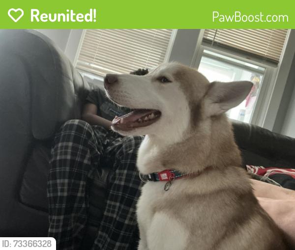 Reunited Male Dog last seen Lalor st Dunn school, Hamilton Township, NJ 08610