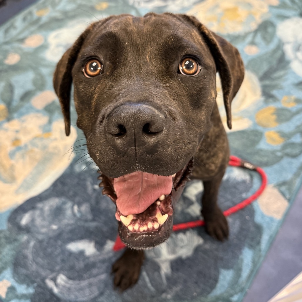 Shelter Stray Female Dog last seen , 3612 11th Ave, Los Angeles, CA 90018, USA