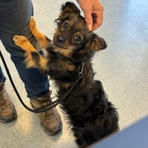 Shelter Stray Unknown Dog last seen , 12910 Yukon Ave, Hawthorne, CA 90250, USA