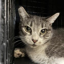 Shelter Stray Female Cat last seen , 361 S Raymond Ave, Pasadena, CA 91105, USA