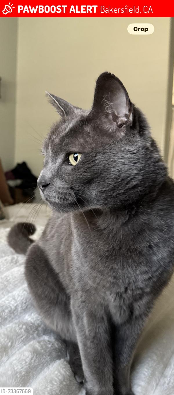 Lost Male Cat last seen Near stockdale and Allen, Bakersfield, CA 93312