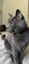 Lost Male Cat last seen Near stockdale and Allen, Bakersfield, CA 93312