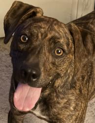 Lost Female Dog last seen 146/Wharton Weems, La Porte, TX 77571